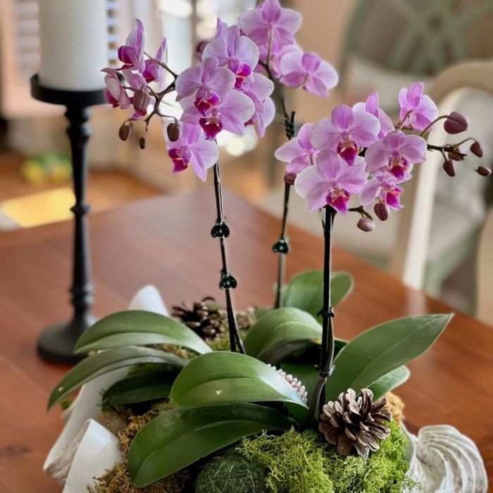 How to decorate dining room with orchids